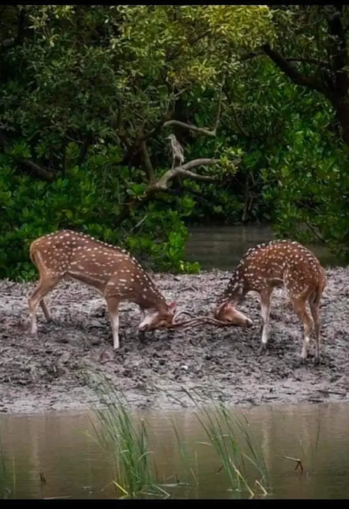 Chatterjee Tour And Travels_1